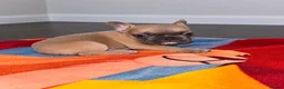 French Bulldog dogs for sale: French Bulldogs (healthy & friendly B&G litter)🐶 - Advert 6