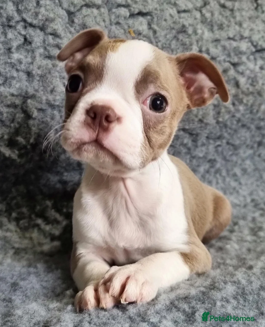 Boston Terrier dogs for sale: Kc Boston Terriers Exceptional puppies - Advert 2