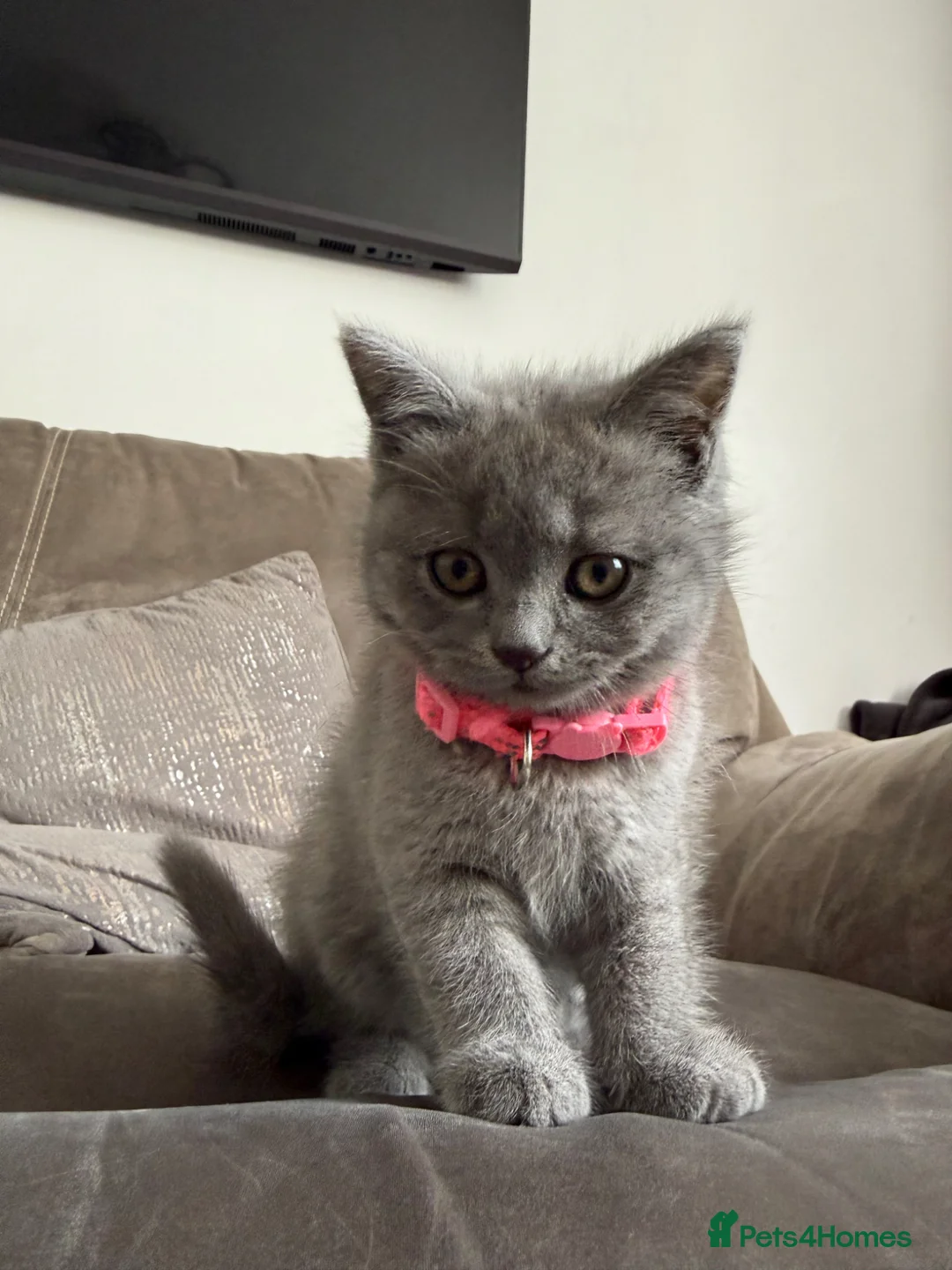 British Shorthair cats for sale: Beautiful female British SH last of the litter!  - Advert 2