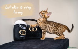 Bengal cats for sale: Dune- Stunning Bengal Boy- TICA with champion line - Image 10