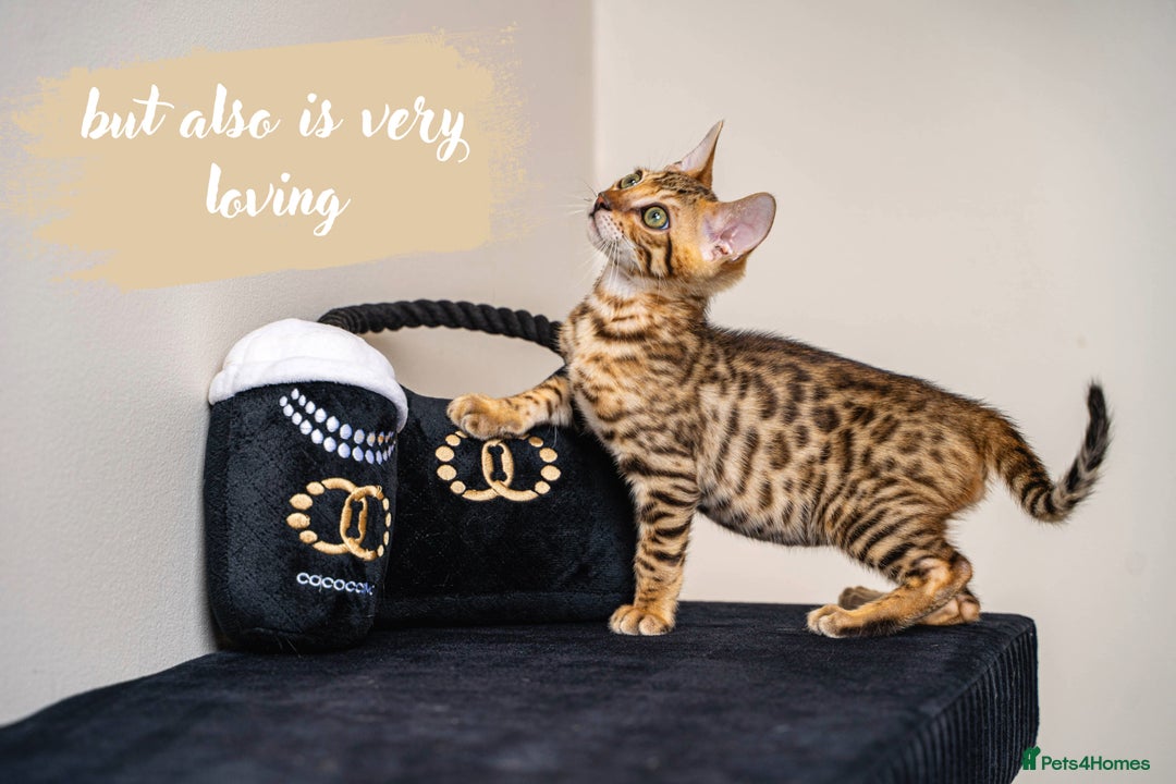 Bengal cats for sale: Dune- Stunning Bengal Boy- TICA with champion line - Image 10