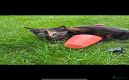 Domestic Shorthair cats for sale: 1 ginger male and 1 ginger/black female ready now  - Image 10