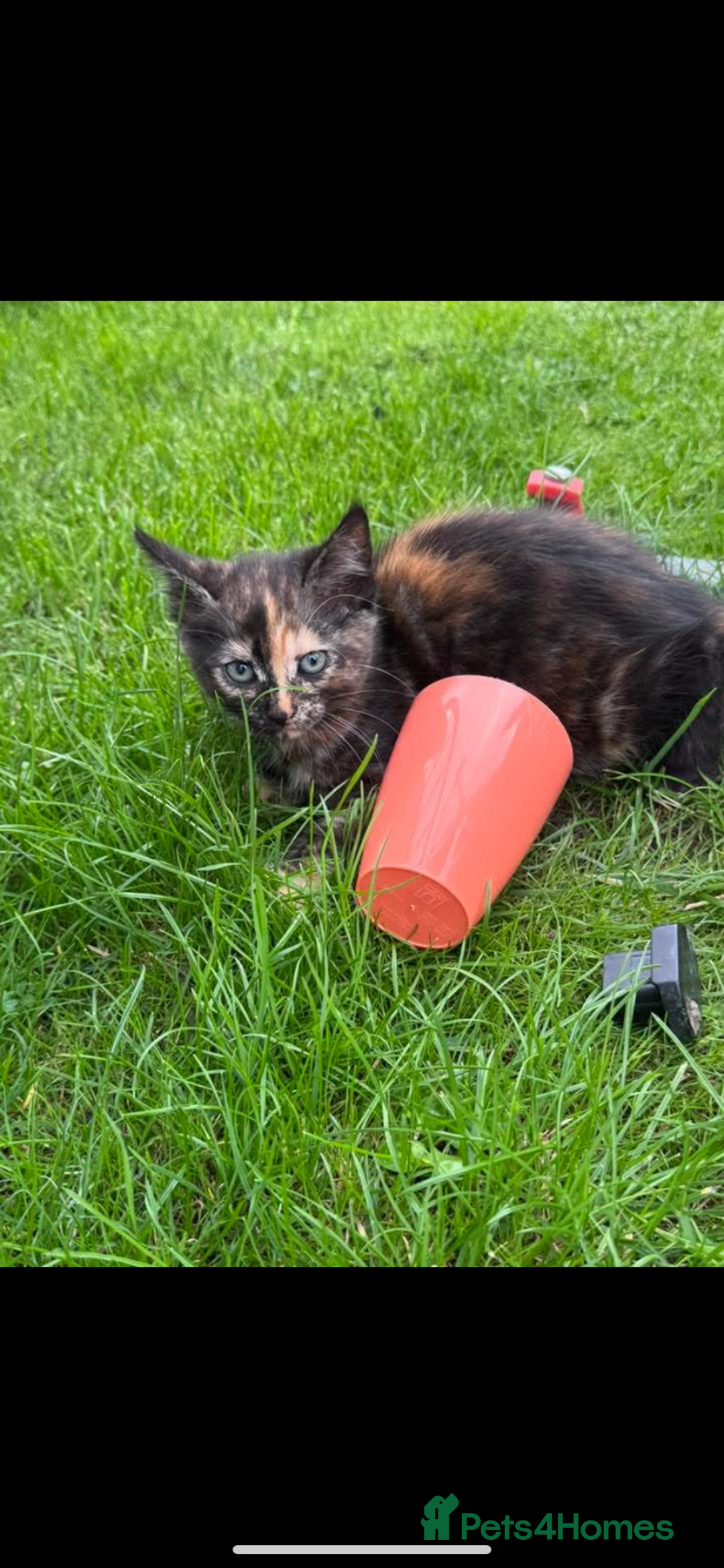 Domestic Shorthair cats for sale: 1 ginger male and 1 ginger/black female ready now  - Image 10