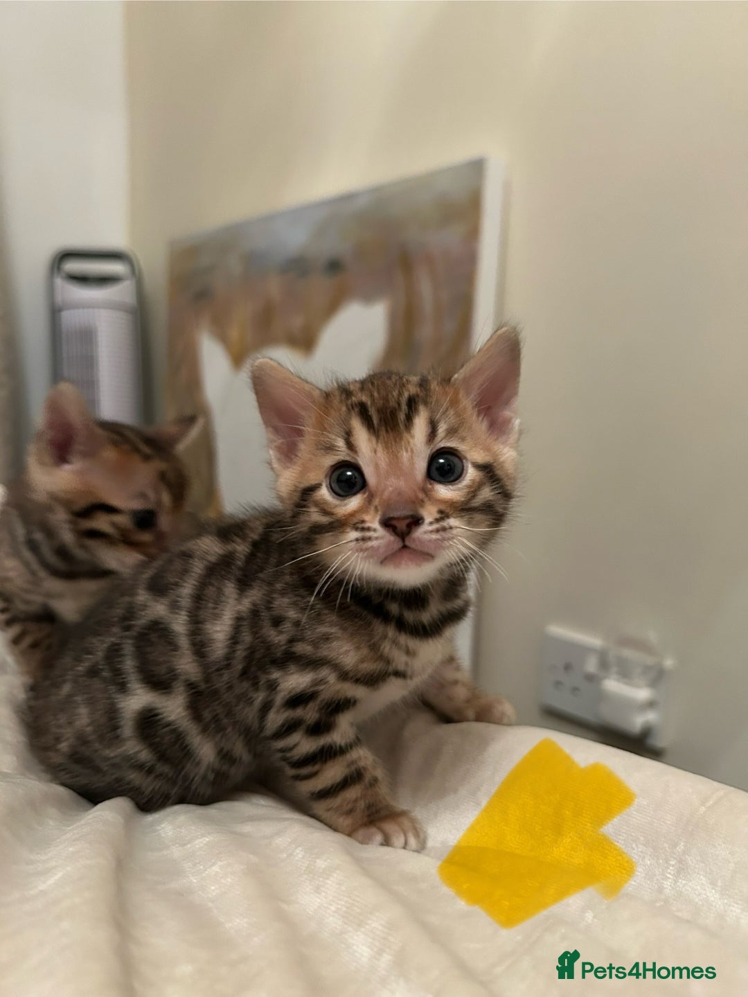 Bengal cats for sale: ❤️ Stunning Bengal Kittens for Reservation ❤️ - Advert 21