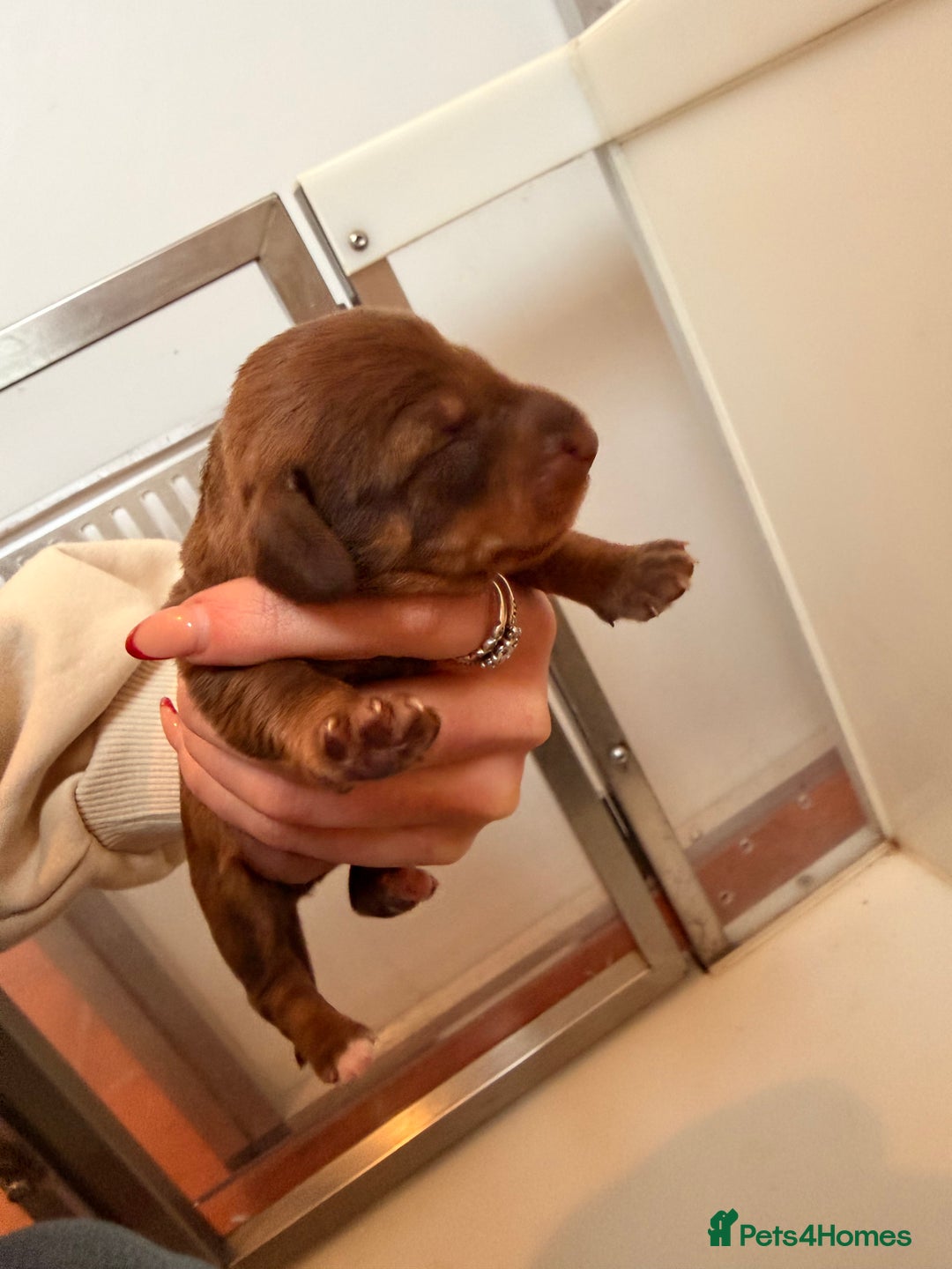 Dachshund dogs for sale: Exceptional Wire Haired Dachshunds (teckels)  - Advert 8