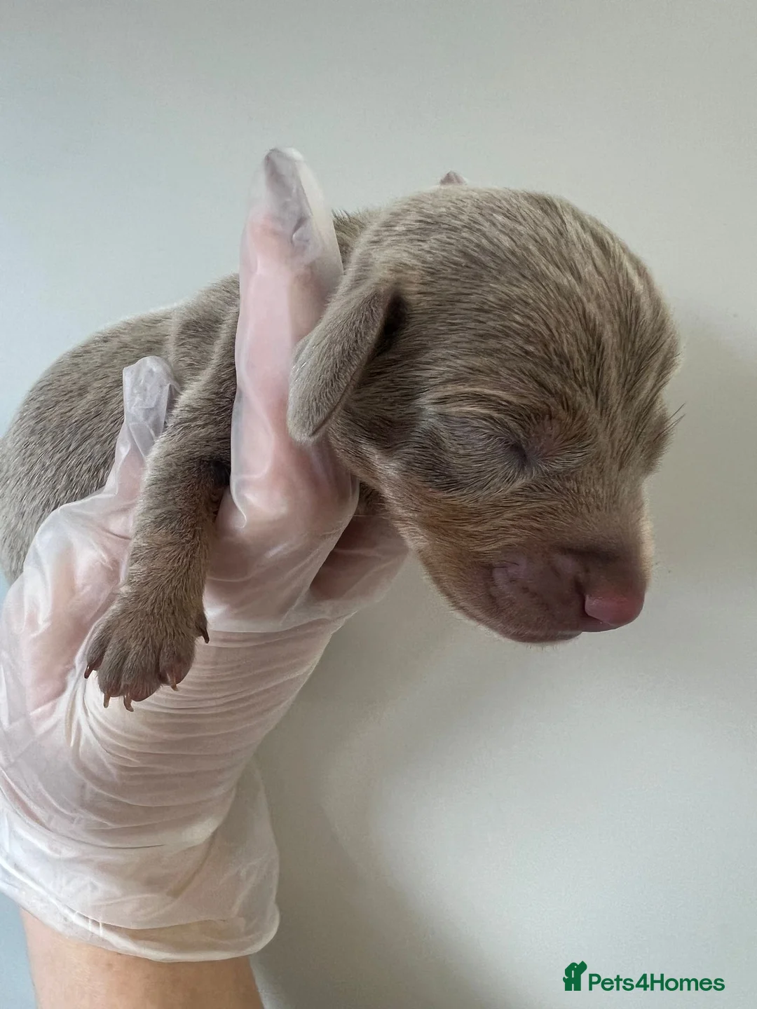 Miniature Dachshund dogs for sale: Beautiful KC Registered Minature Dachshunds  in Portsmouth - Advert 7