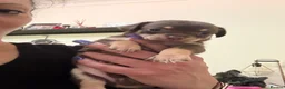 Chihuahua dogs for sale: Beautiful Purebred Chihuahua Puppies  - Advert 10