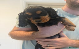 Cocker Spaniel dogs for sale: stunning female, black & tan cocker spaniel pup - Image 1