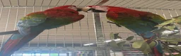 Macaws birds for sale: Gorgeous bonded Proven pair of Greenwing Macaws  - Advert 6