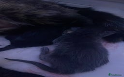 American Shorthair cats for sale: American shorthair kittens for sale - Image 4