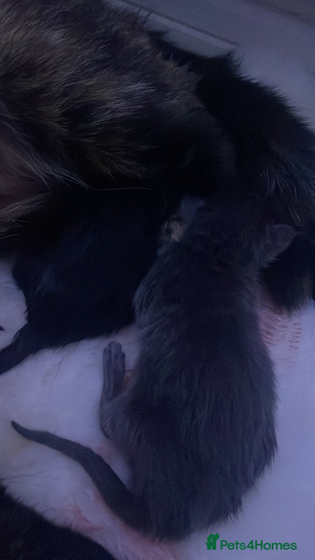 American Shorthair cats for sale: American shorthair kittens for sale - Image 4