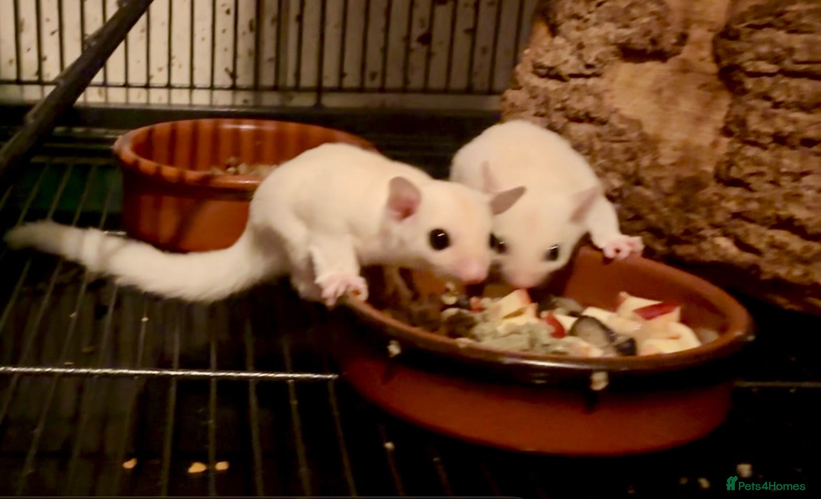 Sugar Glider rodents Baby sugar gliders ready now various price in add  - Advert 2