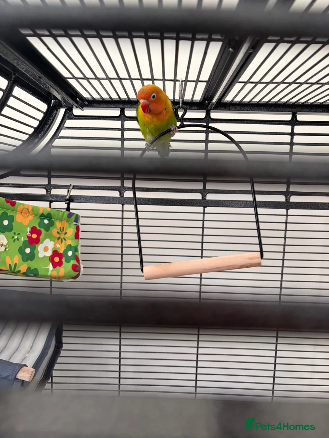 Lovebirds birds for sale: Beautiful lovebird  - Advert 2