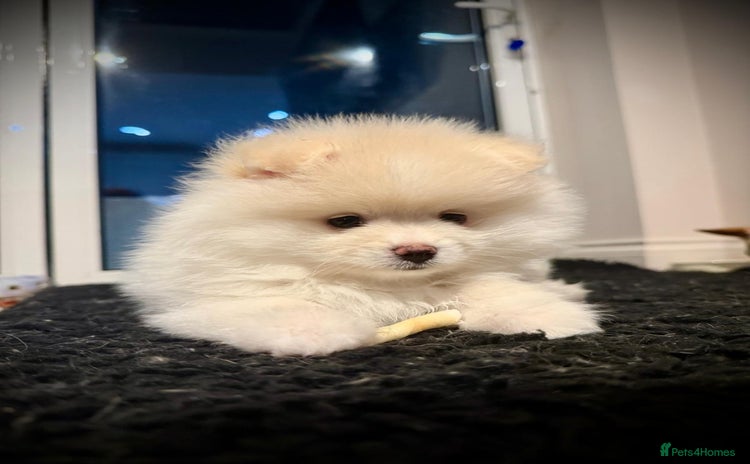 Pomeranian dogs Pomeranian Pups-READY 4 NEW HOMES❗️ - Advert 1