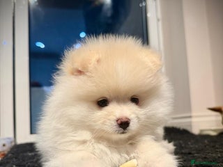 Pomeranian dogs Pomeranian Pups-READY 4 NEW HOMES❗️ - Advert 7