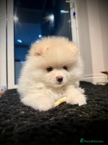 Pomeranian dogs Pomeranian Pups-READY 4 NEW HOMES❗️ - Advert 1