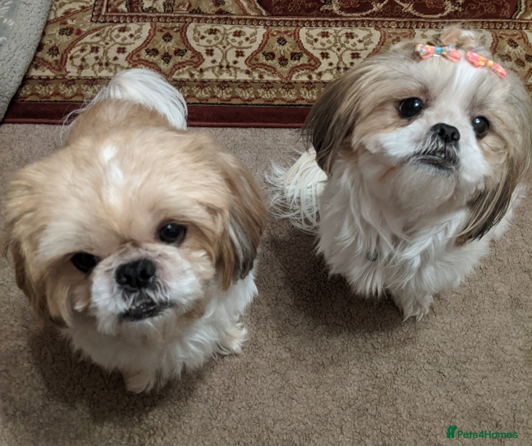 Shih Tzu dogs Shihtzu pair needs to be rehomed - Advert 4