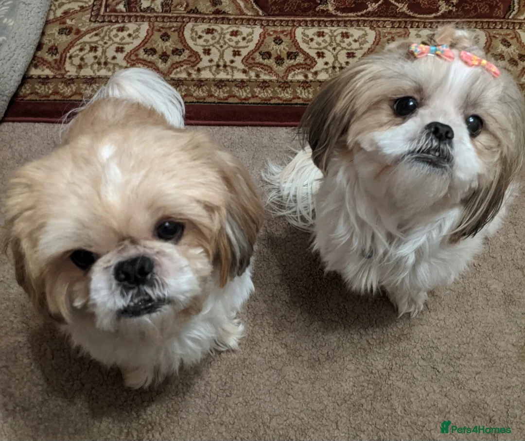 Shih Tzu dogs for sale: Shihtzu pair needs to be rehomed - Advert 1