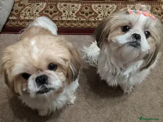 Shih Tzu dogs Shihtzu pair needs to be rehomed - Advert 1