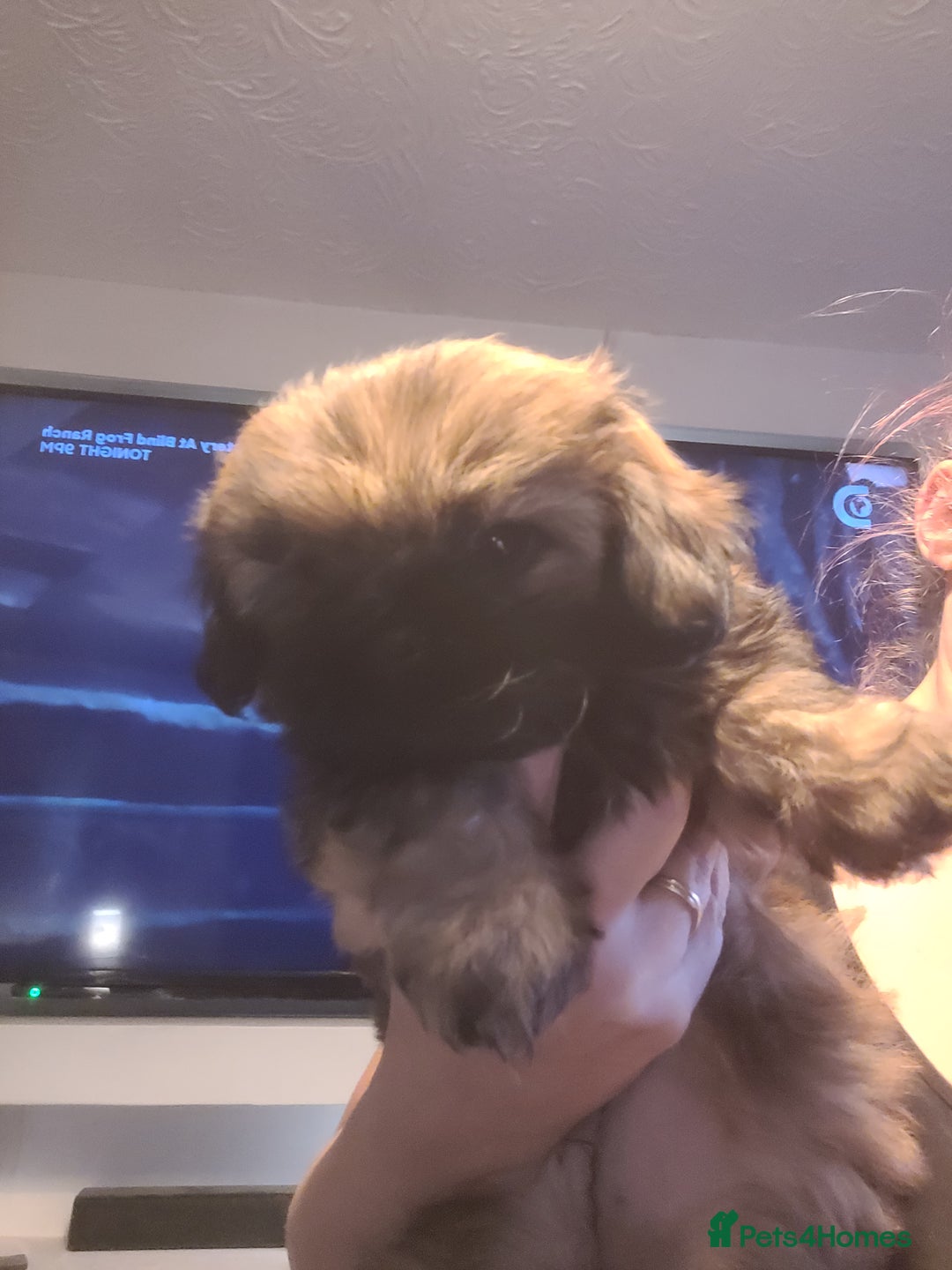 Shih Tzu dogs for sale: One beautiful little girl ready friday - Image 10