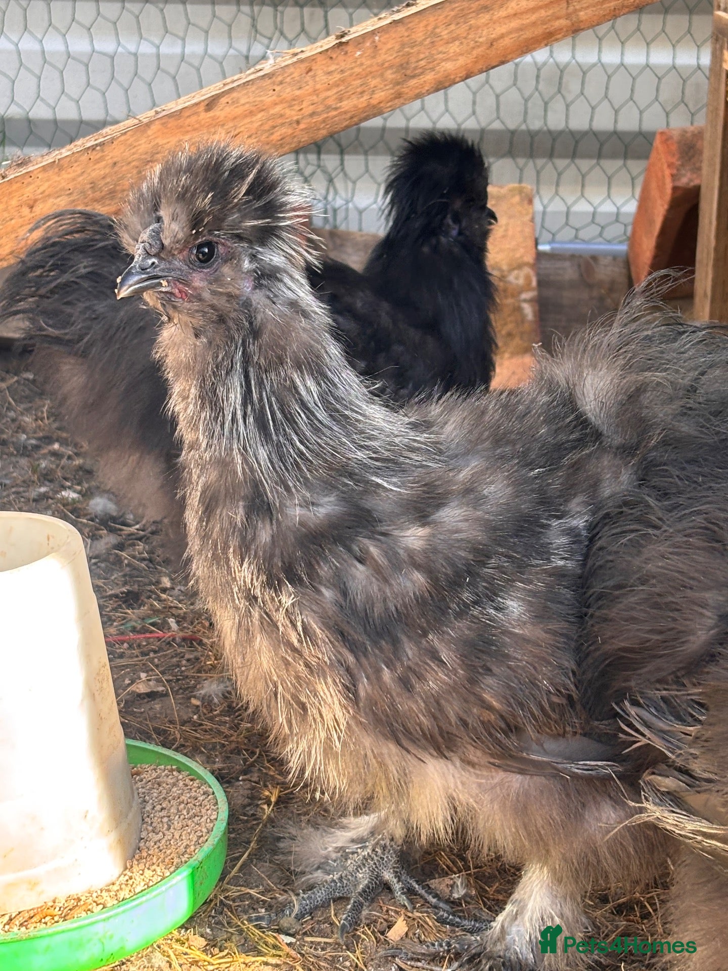 Chickens poultry for sale: Silkie cock - Advert 1