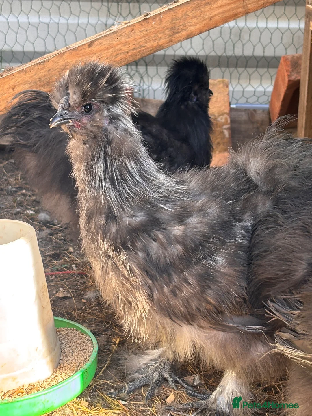 Chickens poultry for sale: Silkie cock in Sturminster Newton - Advert 1