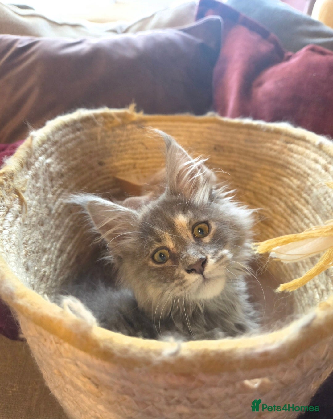 Maine Coon cats for sale: TiCA reg/Parents Fully Health Tested - Advert 8