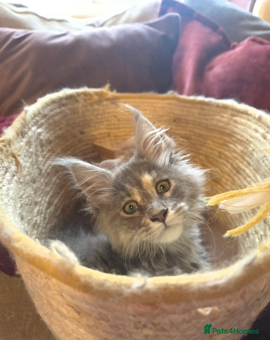 Maine Coon cats for sale: TiCA reg/Parents Fully Health Tested - Advert 8