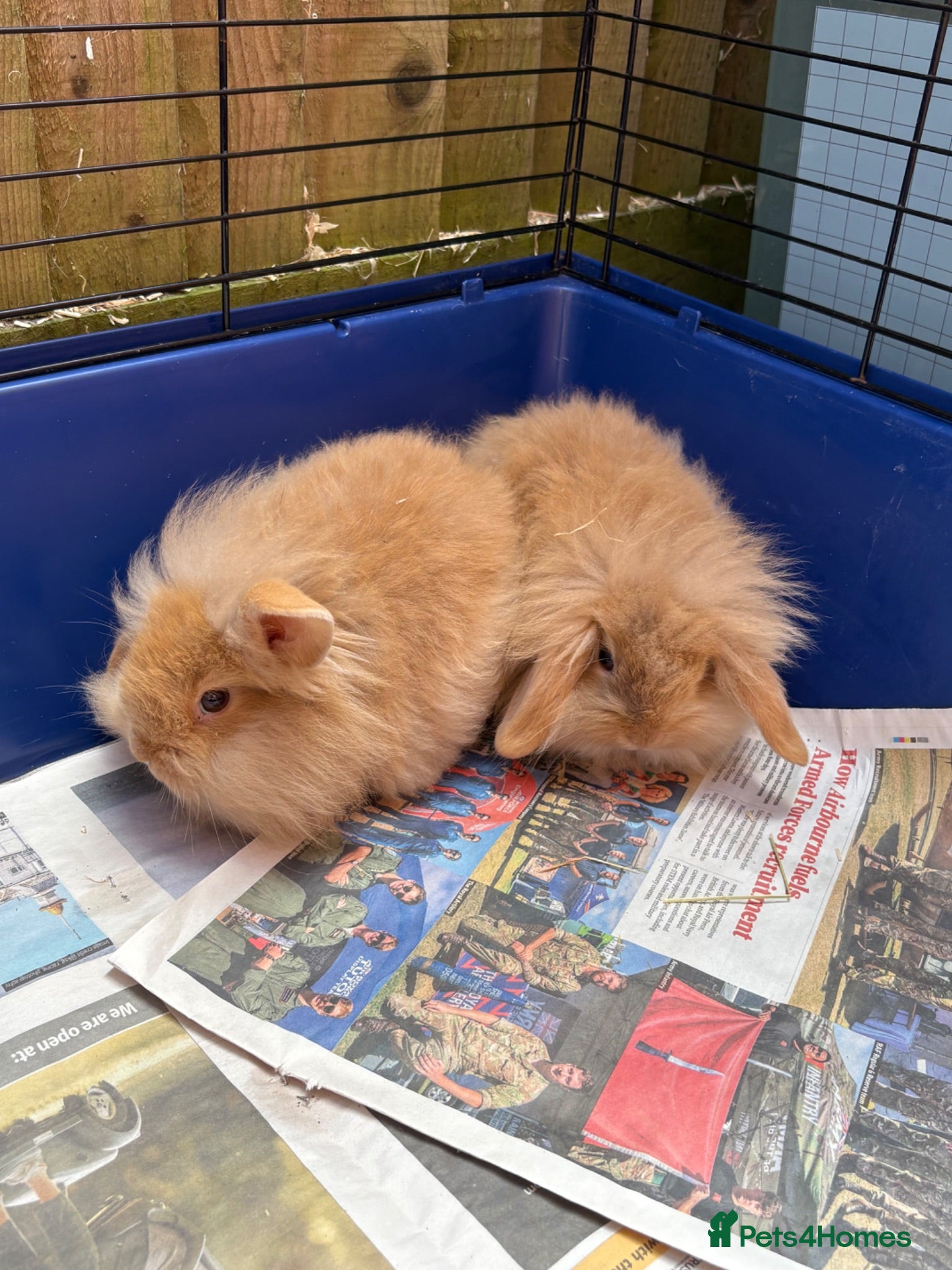 Lionhead rabbits Baby bunnies  - Advert 8