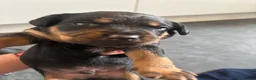Mixed Breed dogs for sale: Wired Patter-dale terrier/ Cocker Spaniel pups - Advert 9
