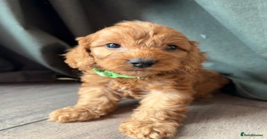 Cockapoo dogs - Advert 4