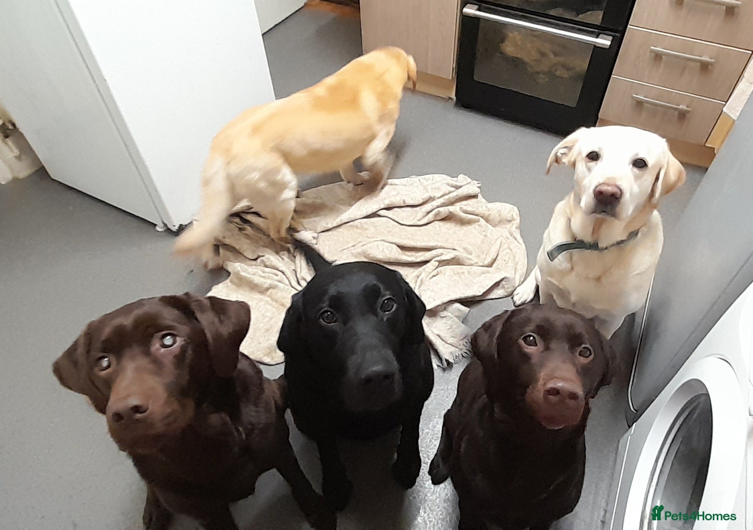 Bobbie,betty,buttons,rosco,bella