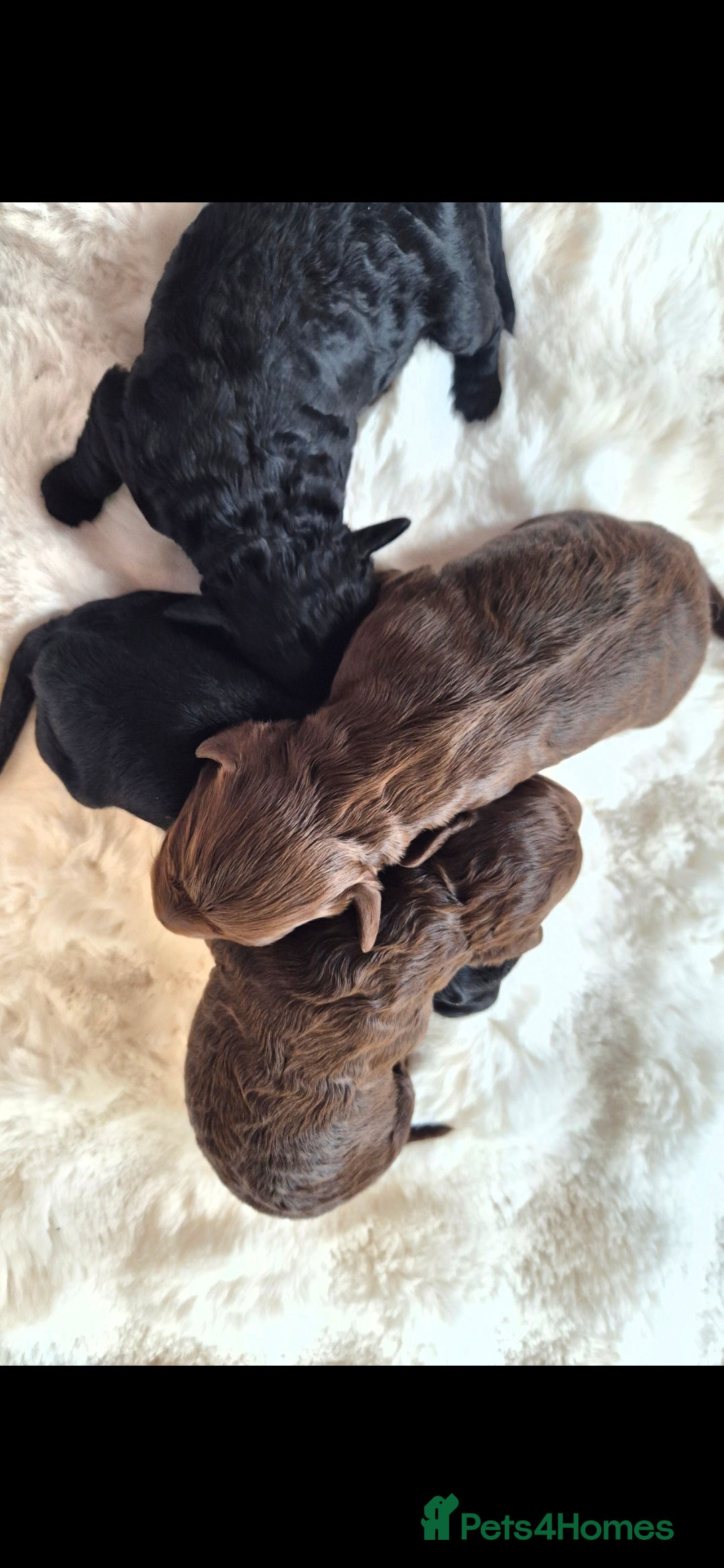 Cavapoo dogs for sale: Cavapoo puppys - Advert 6