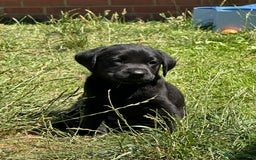 Labrador Retriever dogs for sale: 2beautiful black puppiesAVAILABLE READY to leave. - Image 11