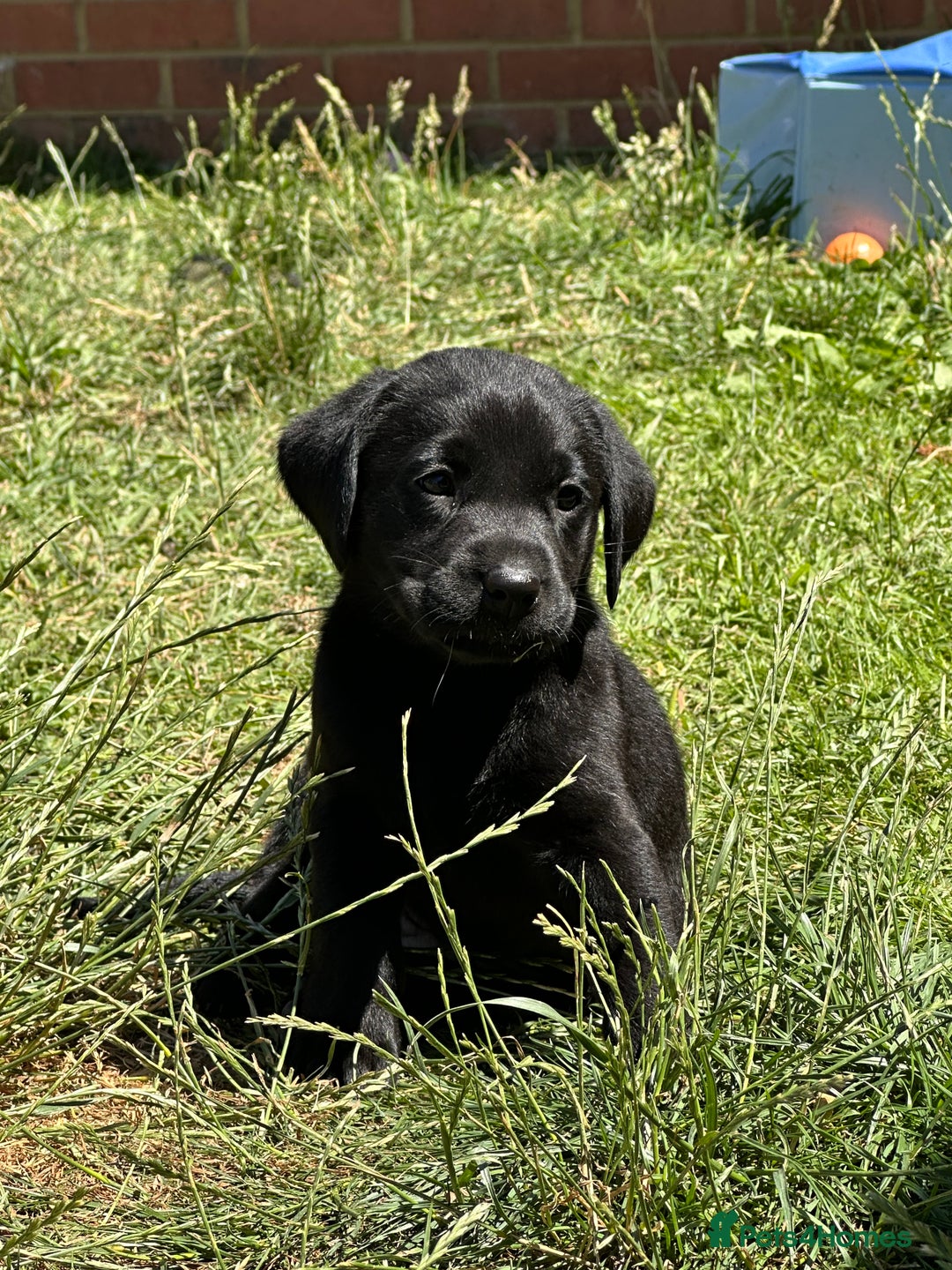 Labrador Retriever dogs for sale: 2beautiful black puppiesAVAILABLE READY to leave. - Image 11