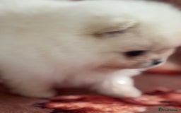 Pomeranian dogs for sale: Male Pomeranian  - Image 4