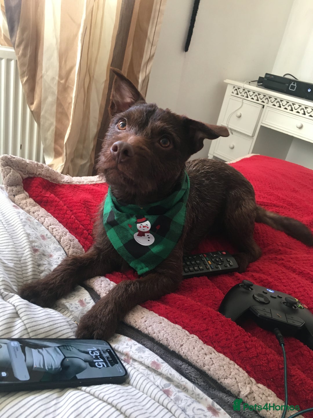 Patterdale Terrier dogs for stud: STUD PATTERDALE - Image 6