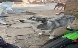 Shepsky dogs for sale: Beautiful Disney looking dogs - Image 3
