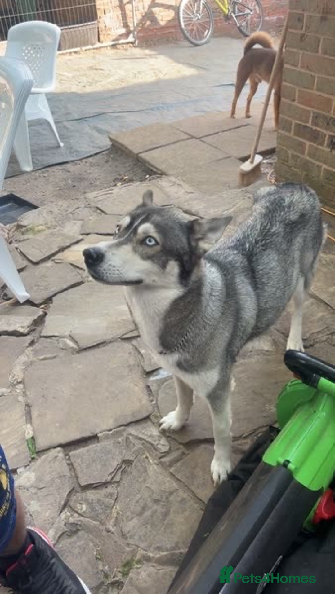 Shepsky dogs for sale: Beautiful Disney looking dogs - Image 3