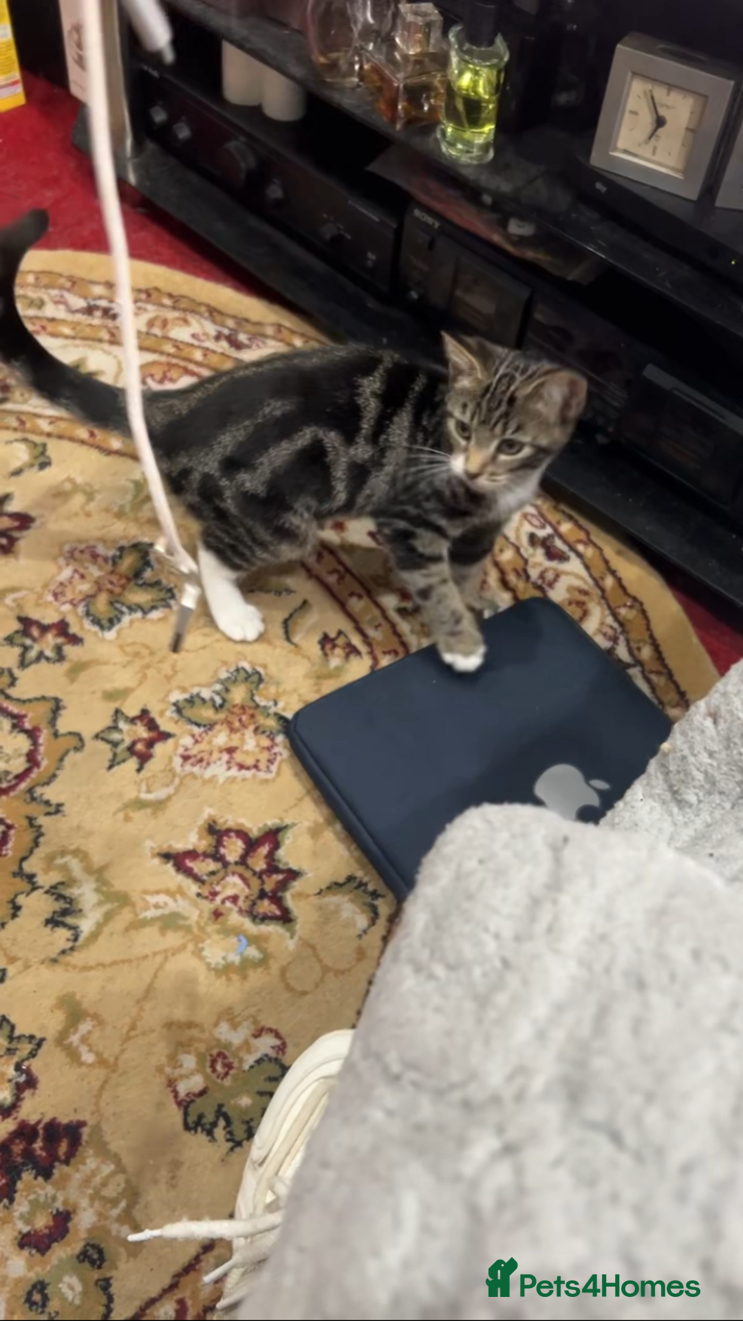 Mixed Breed cats for sale: Beautiful Female Kitten  - Image 3