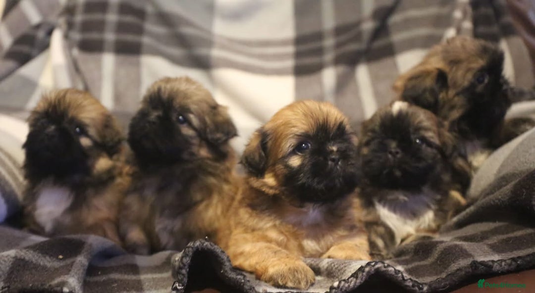 Shih Tzu dogs for stud: Jasper fully KC Registered  in York - Advert 8