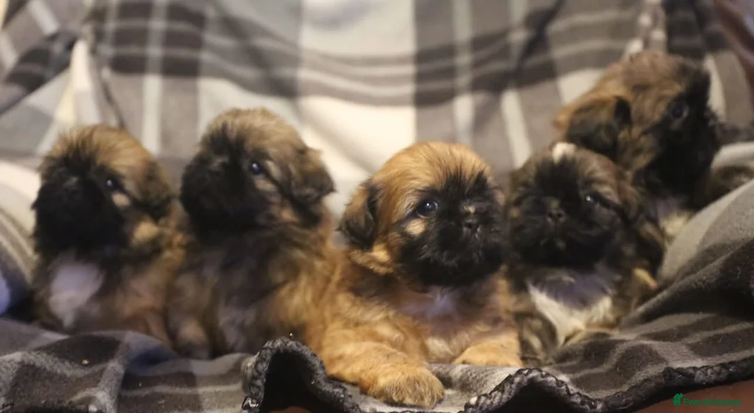 Shih Tzu dogs for stud: Jasper fully KC Registered  in York - Advert 8