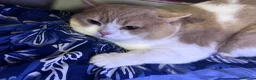 British Shorthair cats for sale: 🐾 Rare Handsome British shorthair Male 🐾 - Advert 2