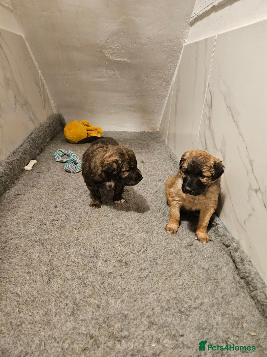 Mixed Breed dogs for sale: Huntaway x  Collie puppies - Advert 3