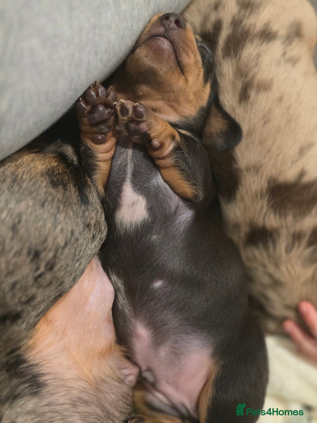 Miniature Dachshund dogs for sale: Miniature Dachshunds  - Advert 5