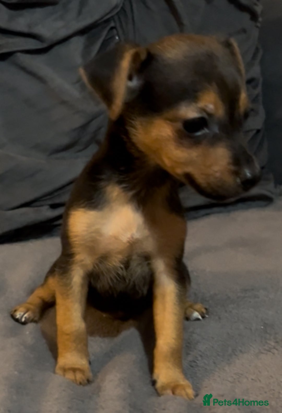 Jack Russell dogs for sale: 🌈 Rare Coloured Old Fashion Type Jack Russel’s 😂 - Image 10