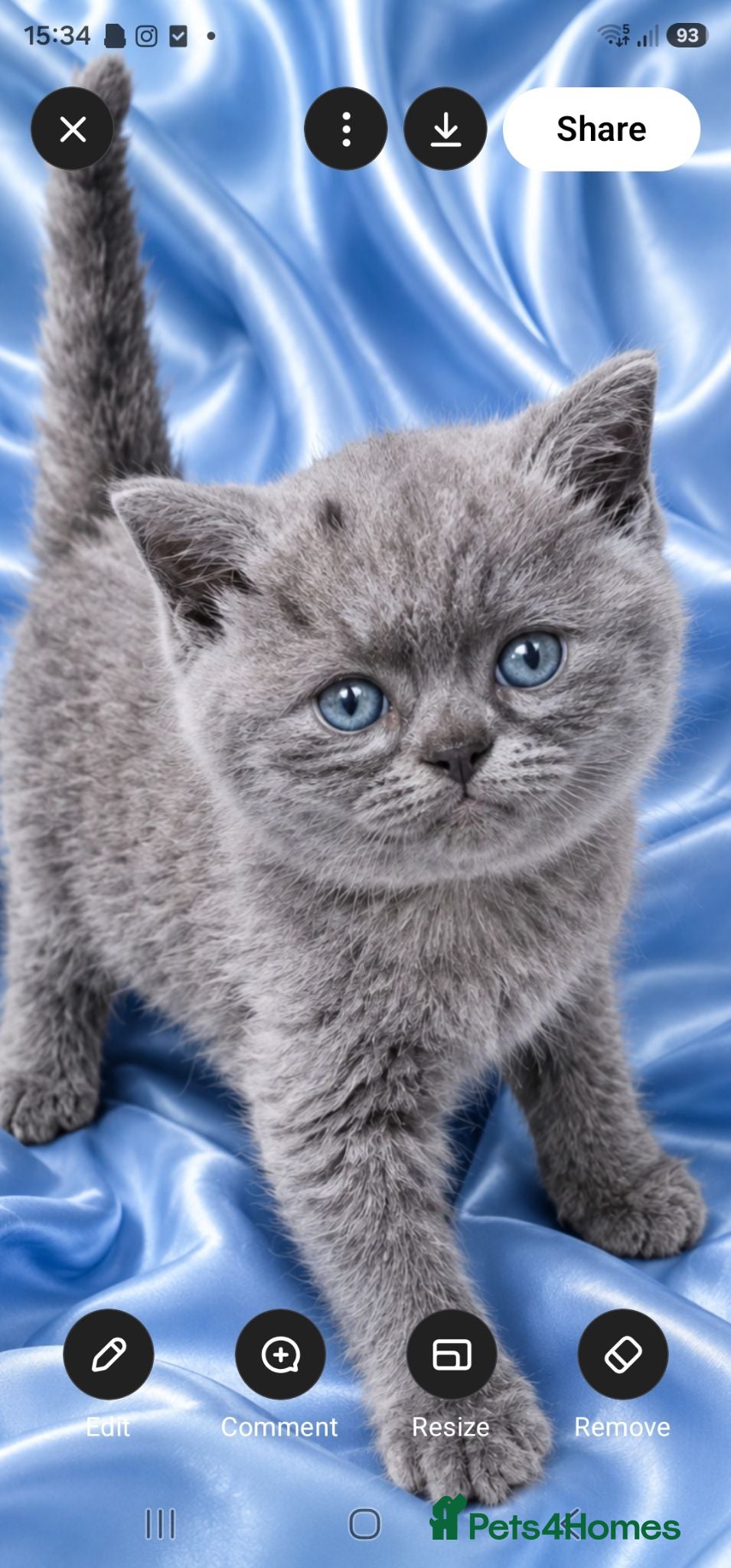 British Shorthair cats GCCF/TICA registered beautiful litter - Advert 2