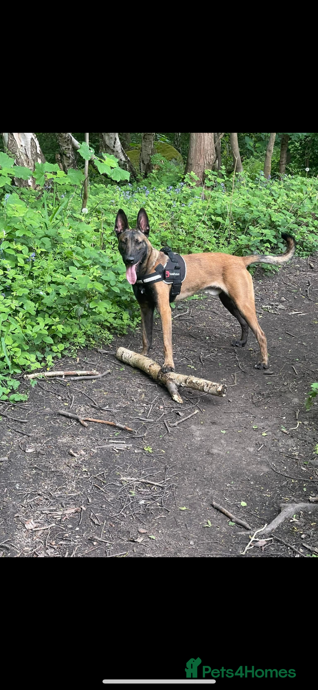 Belgian Shepherd Dog dogs for sale: Belgian Malinois Male Leeds - Advert 5