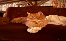American Shorthair cats for sale: 4 year old boy for sale  - Advert 3