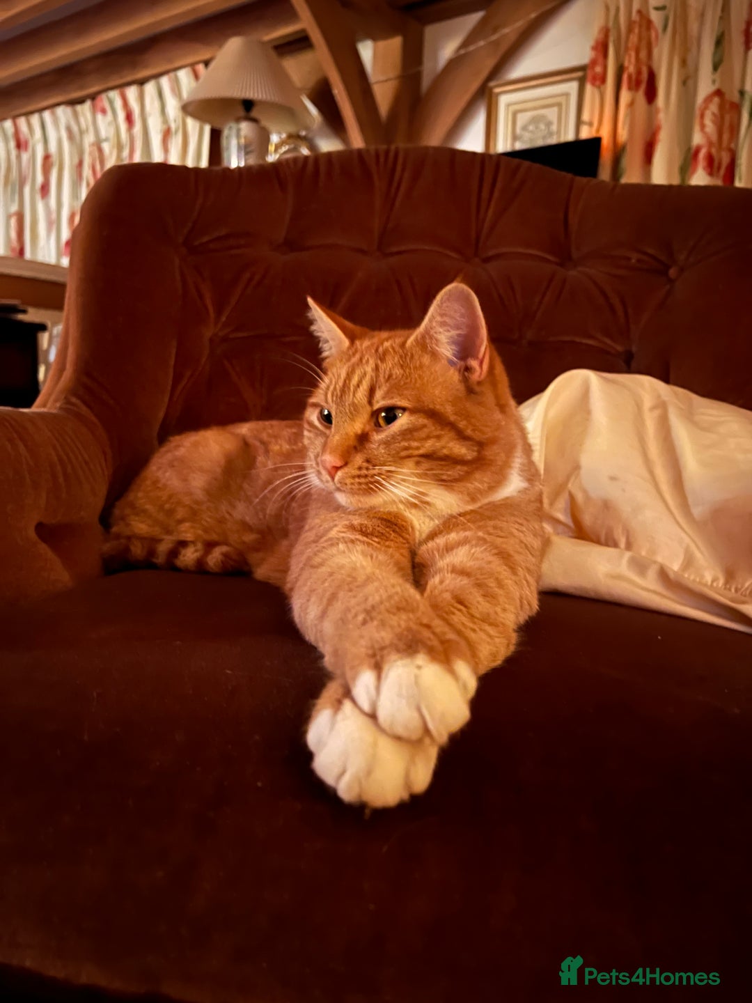 American Shorthair cats for sale: 4 year old boy for sale  - Advert 3